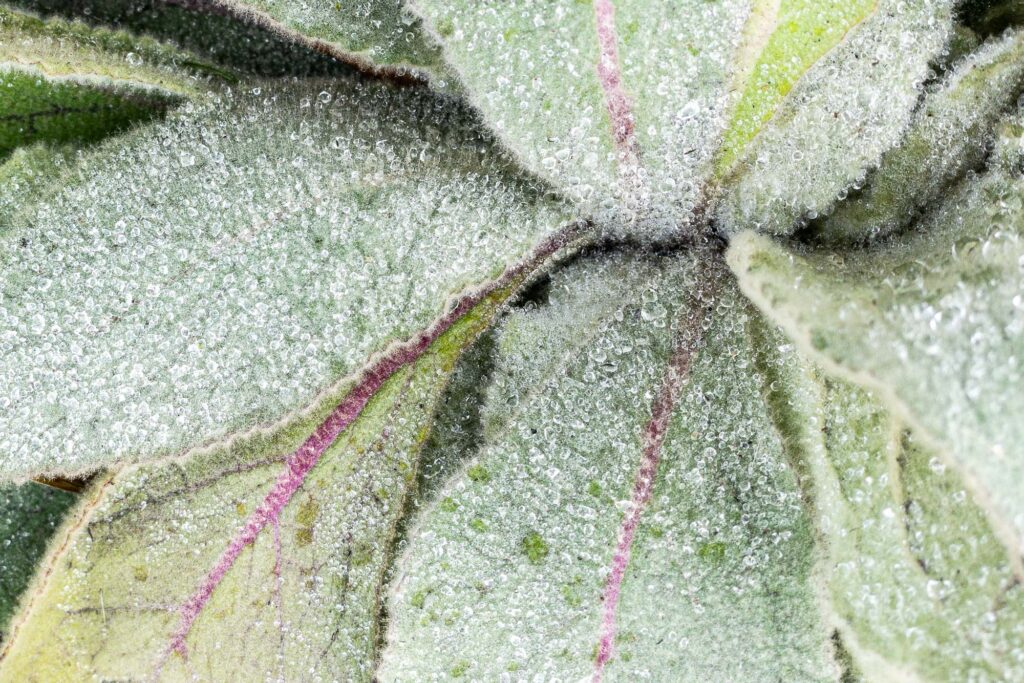 Close-up photograph of a common mullein plant covered in many small dewdrops