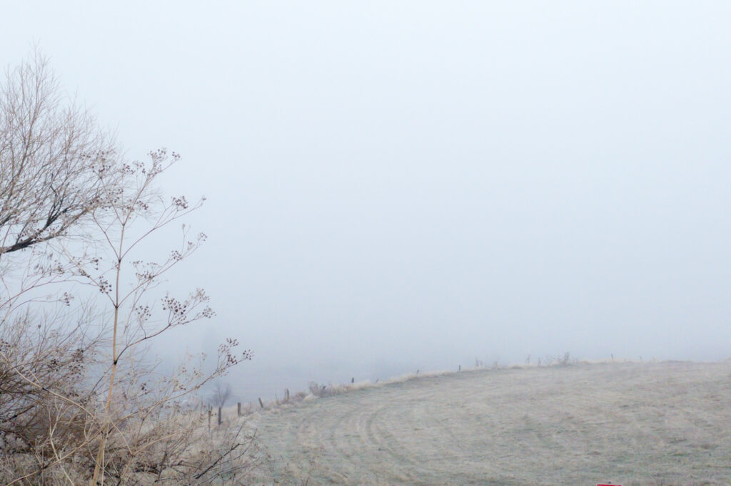 Photograph of fog over the fenced edge of a Palouse field with empty tree and bush branches on the left