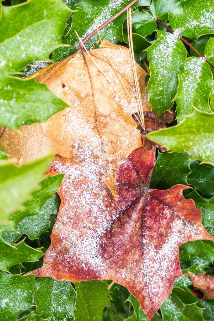 Photograph of autumn maple leaves and a pine needle lying in an Oregon grape plant with a sprinkling of fallen frozen frost.