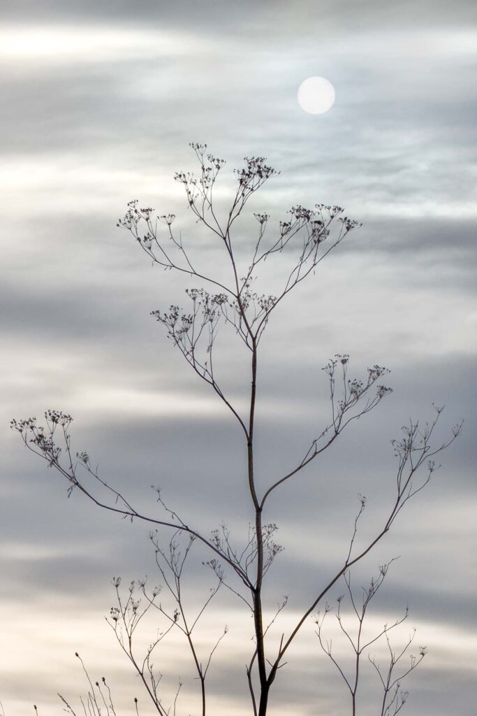 Photograph of a leafless poison hemlock plant silhouetted against clouds with the sun, only a circle of light, above.