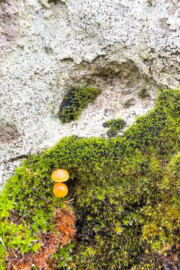 Photograph of light colored exposed rock with patches of moss and two small mushrooms .