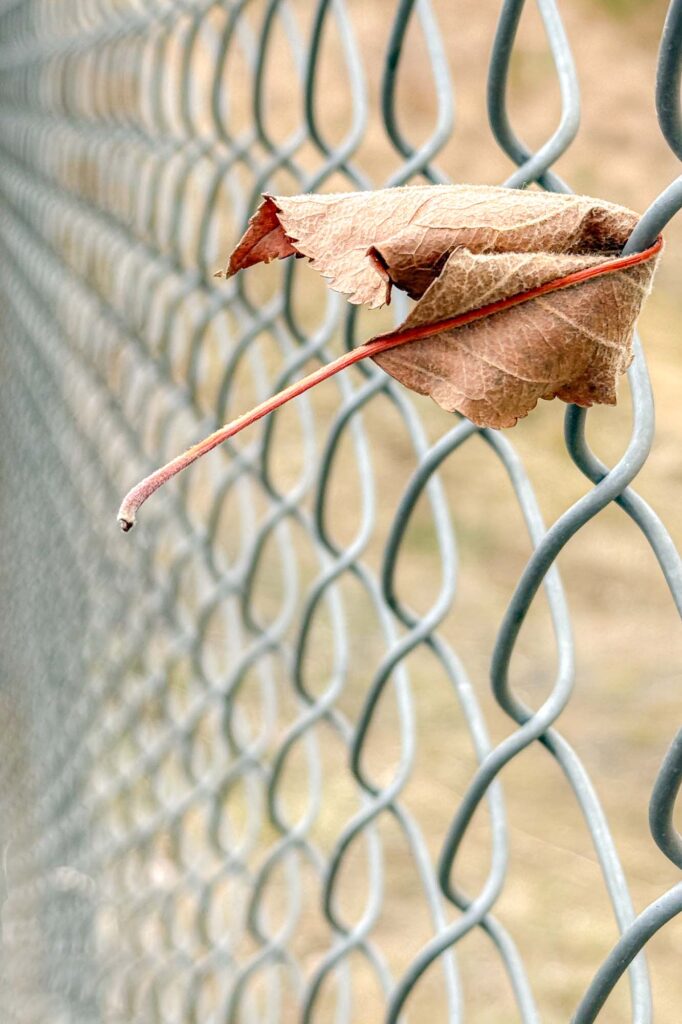 Photograph of the side of a dry leaf folded in half on a chain link fence, the fence goes on blurred off in the distance.