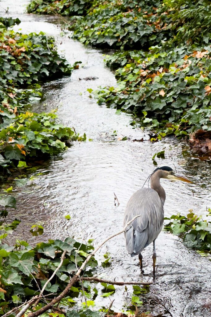 Photograph of the back of a blue heron in the fore ground standing still looking to the left in a creek that reflects a grey sky.  There is a round white spot down stream at the top of the photograph. The stream meanders through ivy.