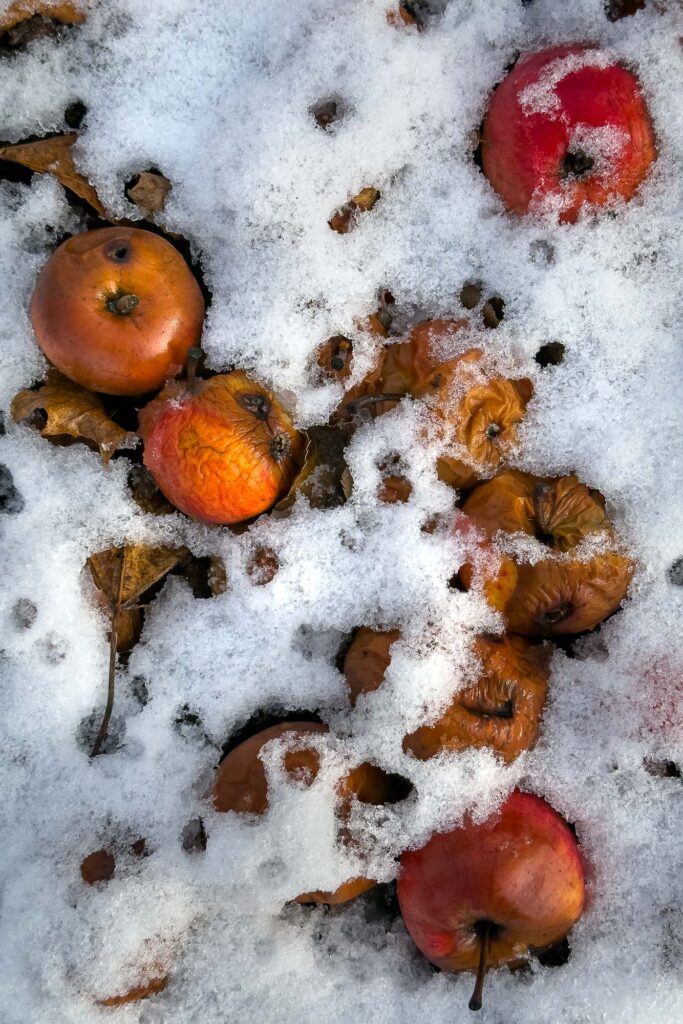 Photograph of fallen apples in the melting snow that has many holes from raindrops.