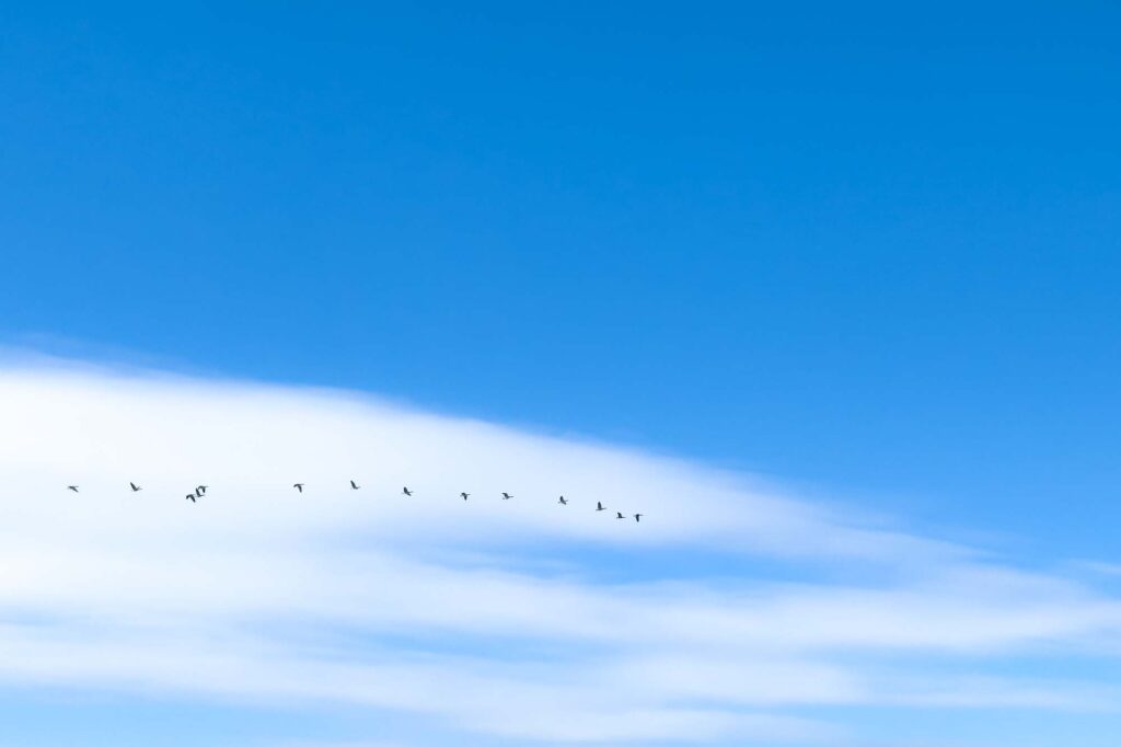 Photograph of geese flying in a line along the length of a line of clouds under a blue sky.
