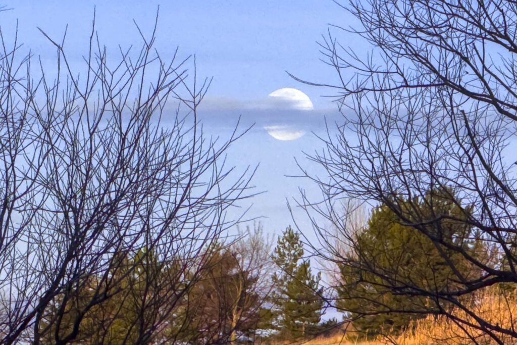 Photograph of clouds going across the center of a full moon in a blue sky between two leafless trees, above a field of golden grasses and evergreens at sunrise.