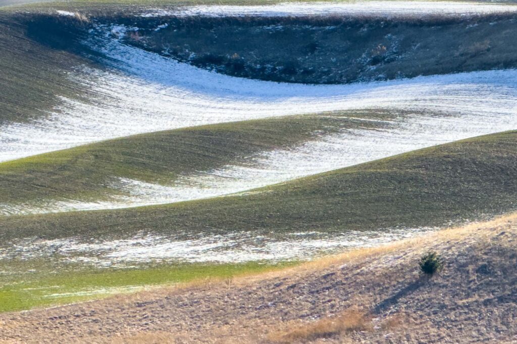 Palouse hills green with winter wheat partially covered in snow.