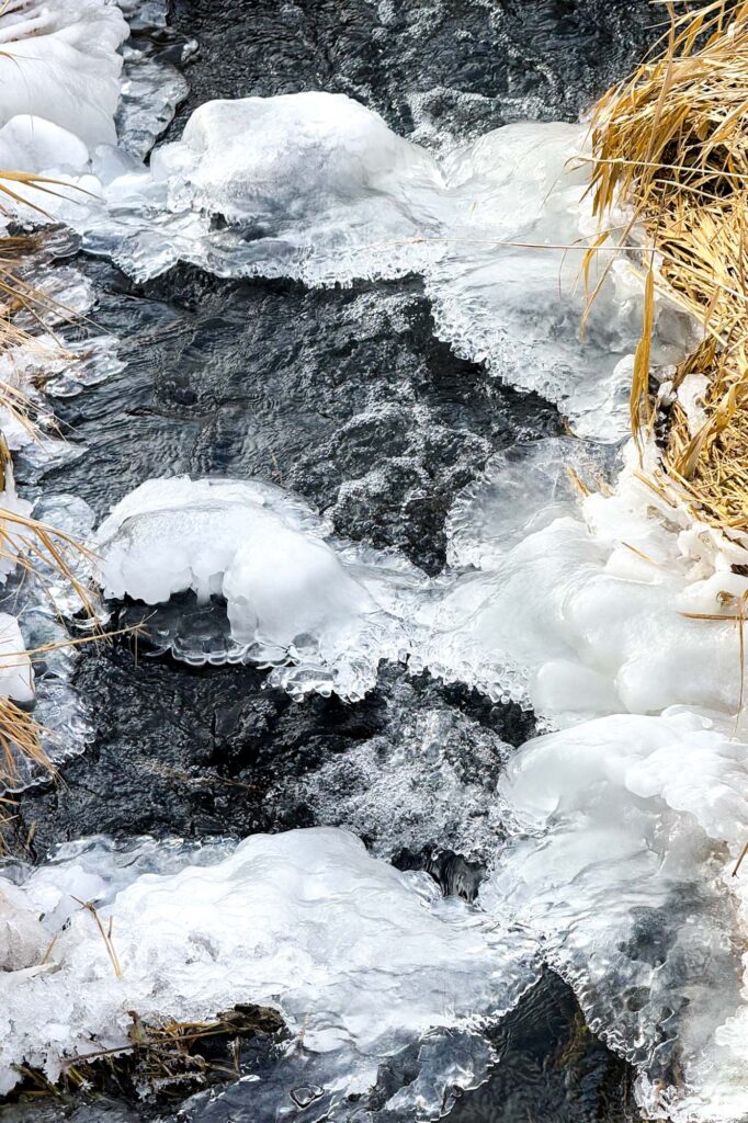 Photograph of a fast moving bubbly creek with rows of ice buildup and tall brown grasses lying over both sides on the bank.