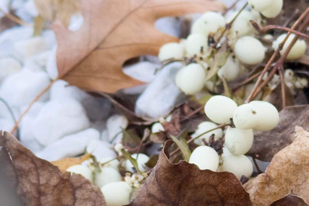 Winter snowberries in a flower garden above decorative white stone and brown autumn leaves