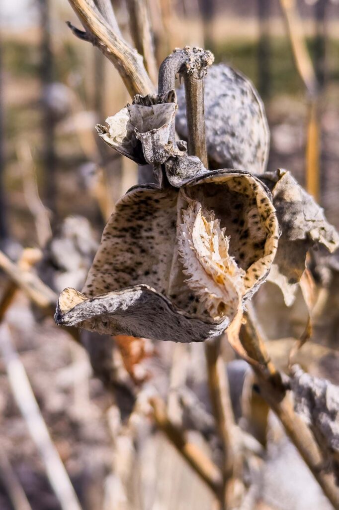 Photograph of a milkweed plant in the winter sun