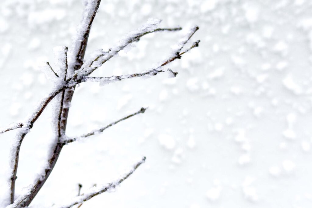 Photograph of bear branches covered in snow and ice, in the background snow on a white fence.