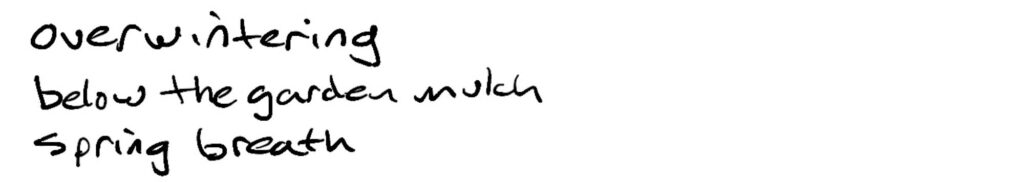 overwintering/below the garden mulch/spring breath