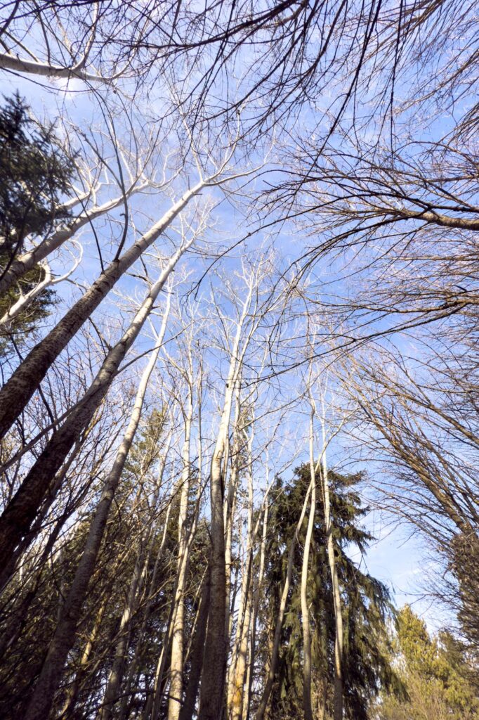 Photograph of tall leafless trees with white bark, reaching high into a lightly clouded blue sky. Either Aspen or Birch also maple and pines.