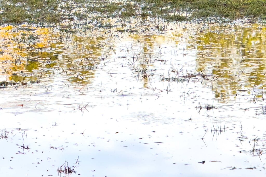 Photograph of ripples in bonding water after a snow melt in a field, reflecting sky and trees.
