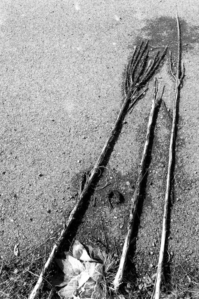 Black-and-white photograph of three tall weeds from last summer in the sunshine that have fallen on an asphalt path moist from a recent rain.
