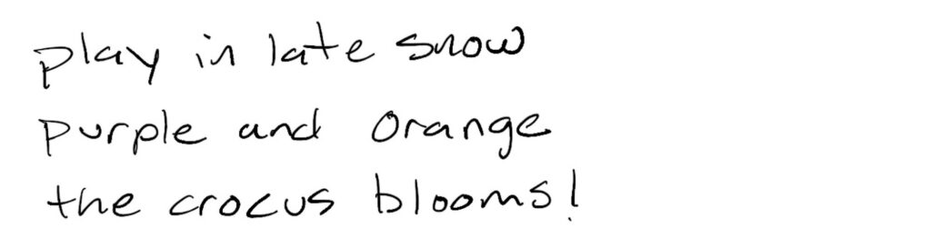 play in late snow/purple and orange/the crocus blooms!