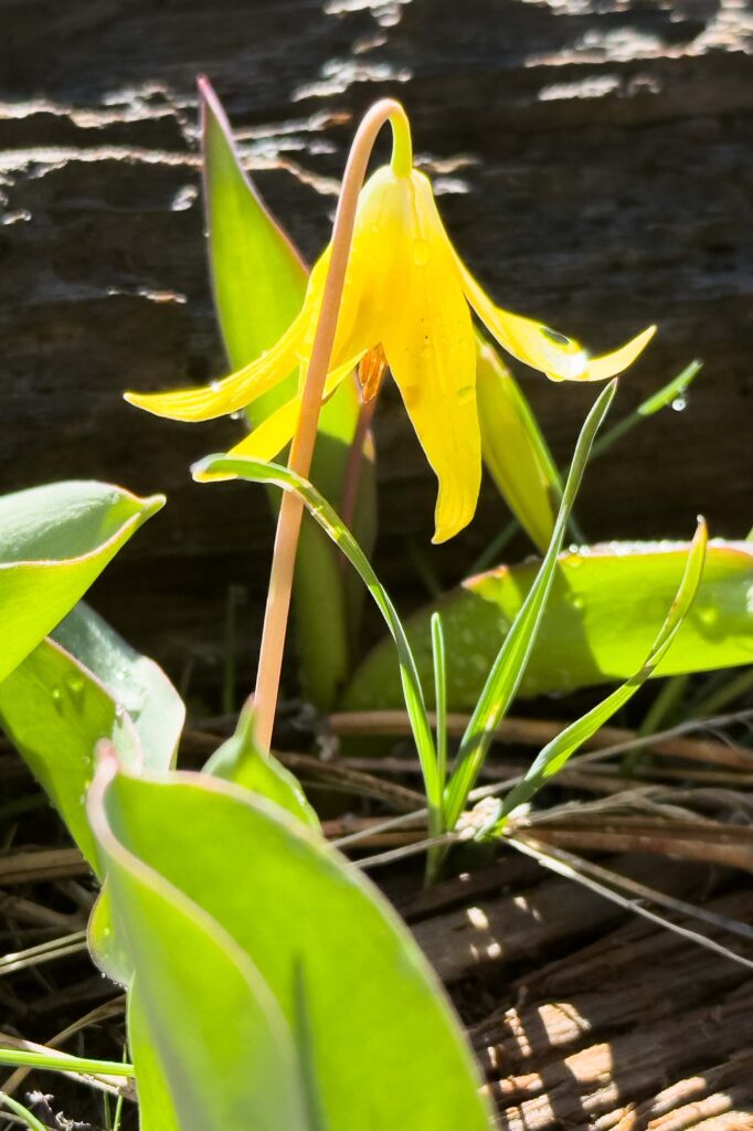 Dewdrop on the green leaves and a yellow bloom of a yellow avalanche lily at the base of a damp log.