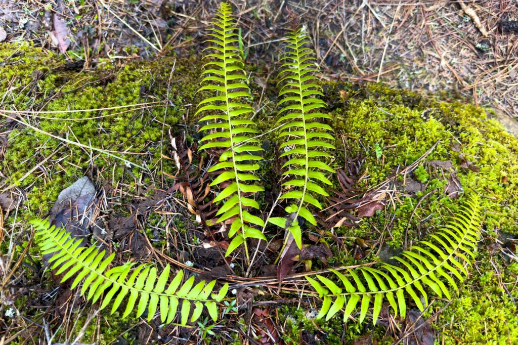 Color photograph of a fern growing in the shape of a chalice and flame in a patch of moss.