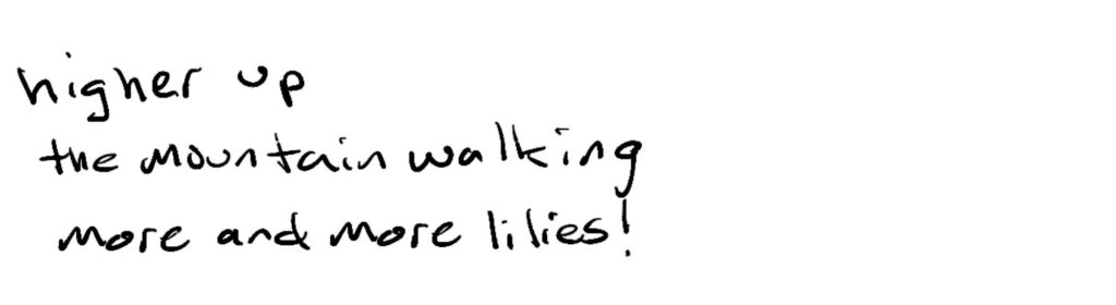 higher up/the mountain walking/more and more lilies!