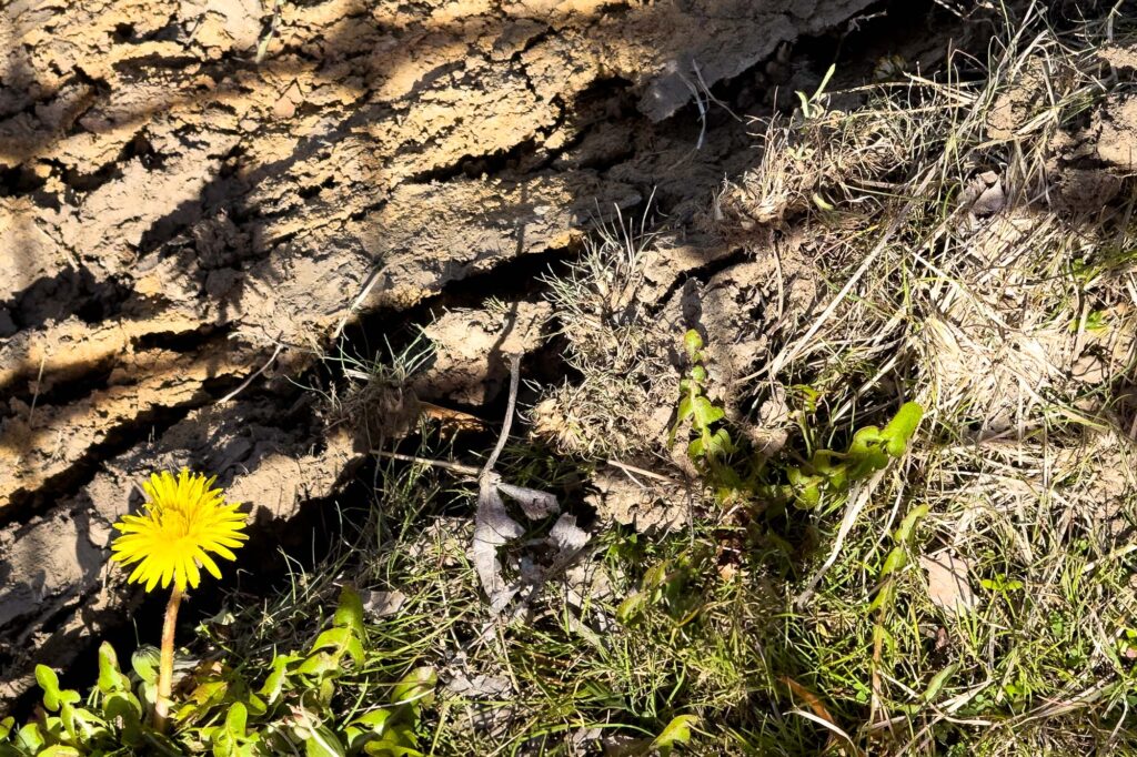 Color photograph at the edge of a bulldozed field flattened dirt brown and green weeds and grasses and a yellow dandelion bloom, all in the shadow of a plastic construction zone fence.