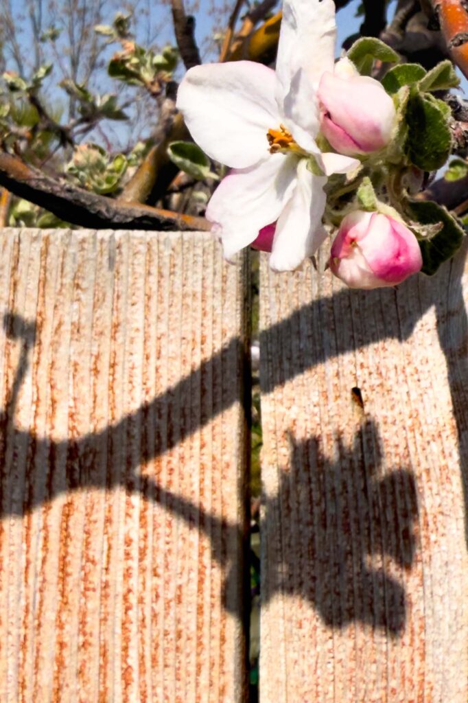 Color photograph of one opened Apple blossom and two unopened apple blossoms on a branch at the top of a fence sitting above their shadow in the midday sun.