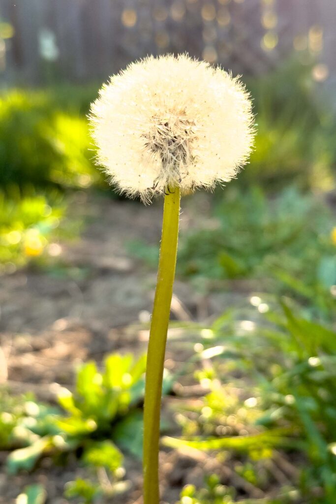 Color photograph of a dandelion bloom gone to seed backlit by the sun