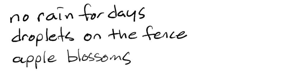 no rain for days/droplets on the fence/apple blossoms