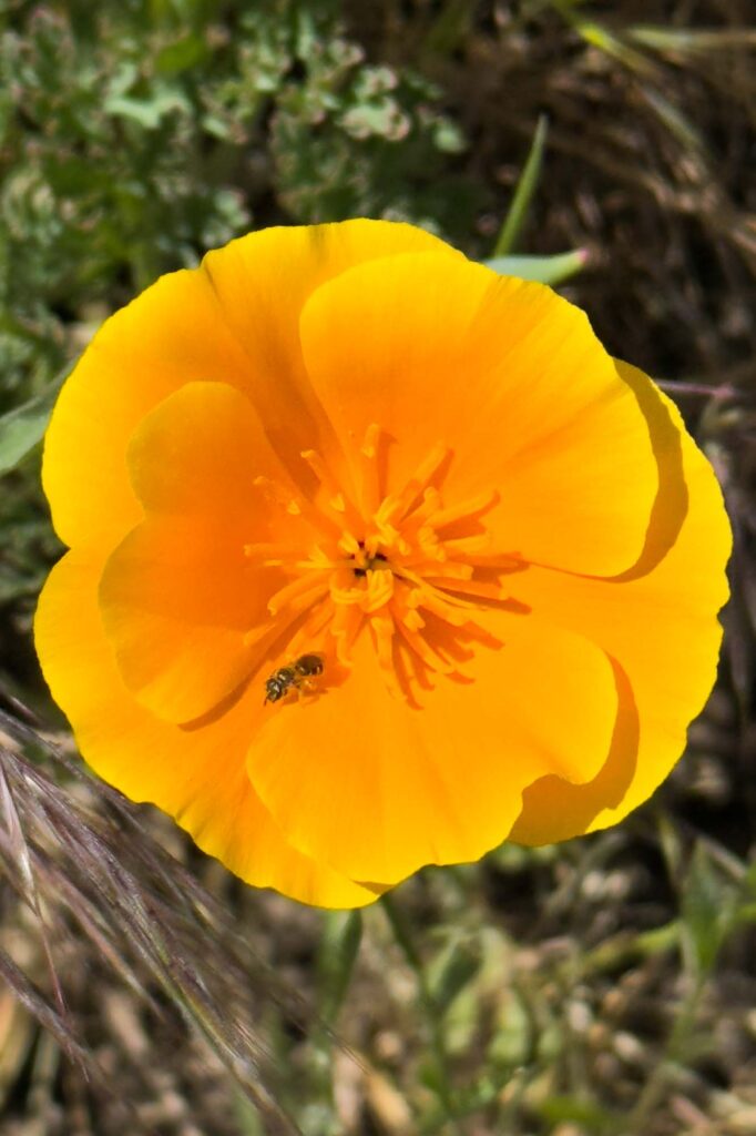 Color photograph of a golden California poppy in bloom with a sweat bee inside.