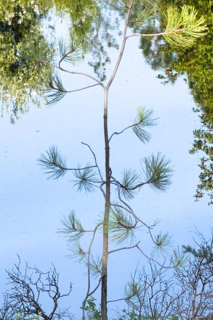 Color photograph of a pine tree sapling in dappled sunlight in front of a blue sky and trees reflected in a roadside pond.