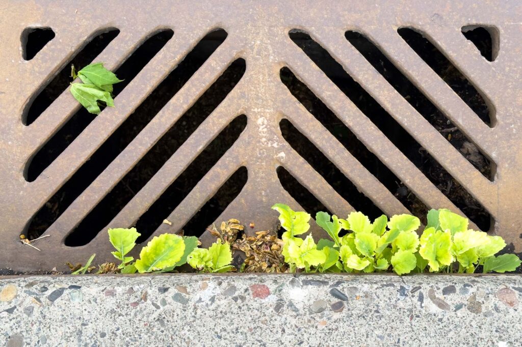 Color photograph of a storm drain at the side of the road with rapeseed growing at the curb’s edge, a broken branch with wilting green leaves lying on the grate in the upper left.