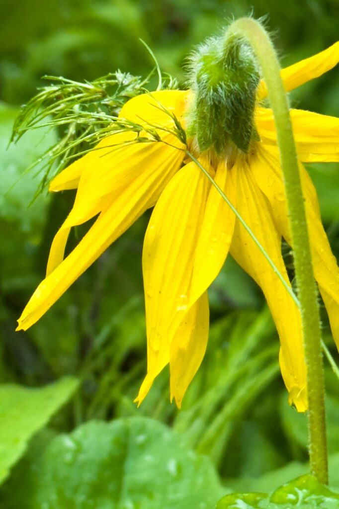 Color photograph of a Heartleaf arnica bloom with grasses going to seed leaning on it heavy with rain.