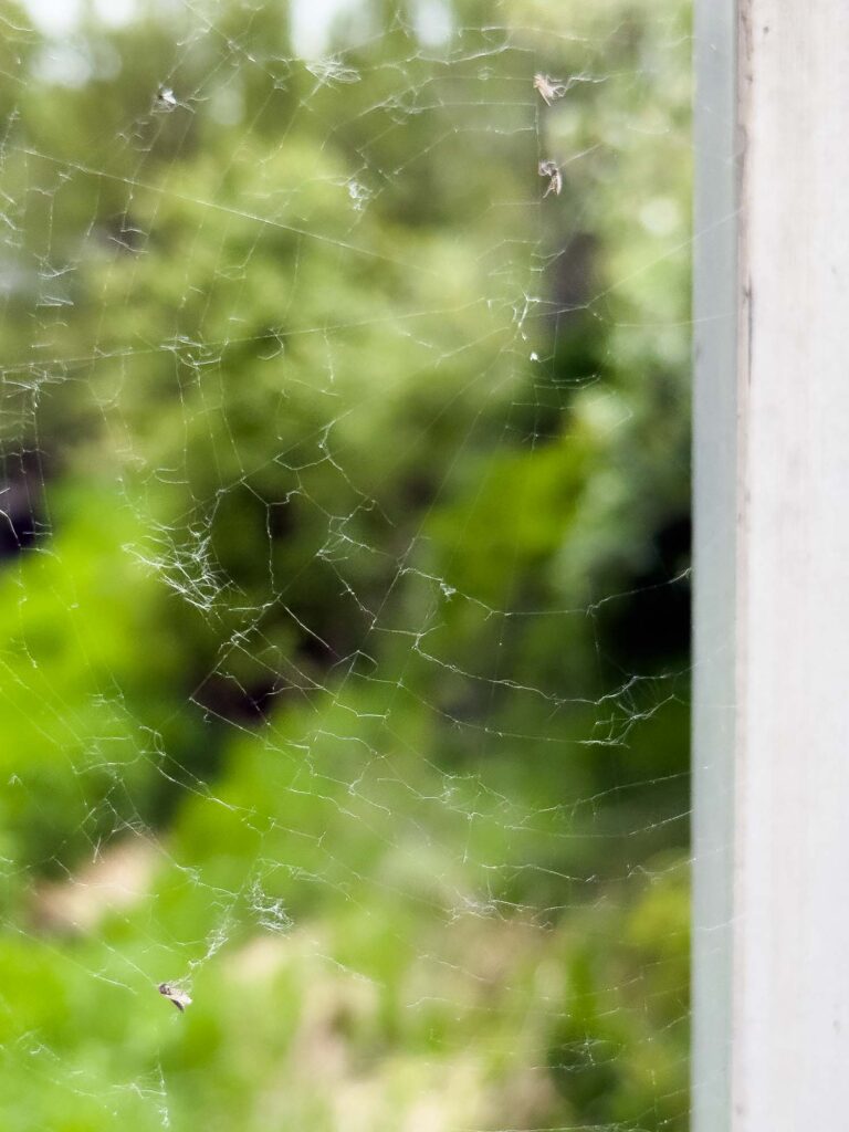 Color photograph of a spider’s web on a bridge, a metal railing on the right, spring seeds, and insects caught in the tattered spider’s web.