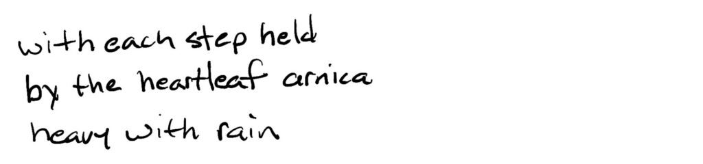 with each step held/by the heartleaf arnica/heavy with rain