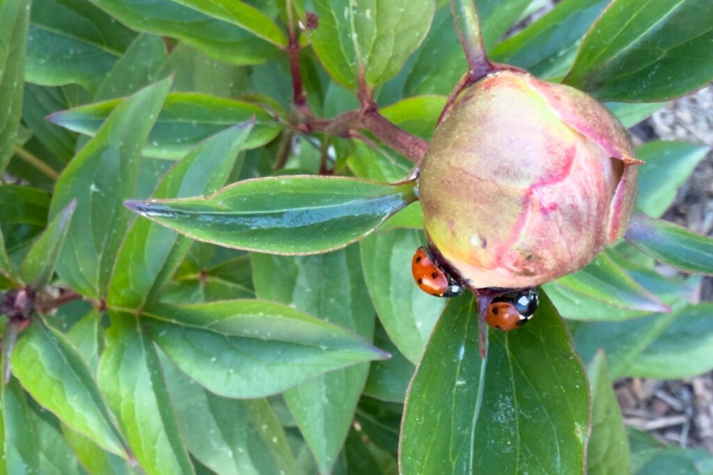 Color photograph of two ladybugs walking around a peony bud about to bloom.