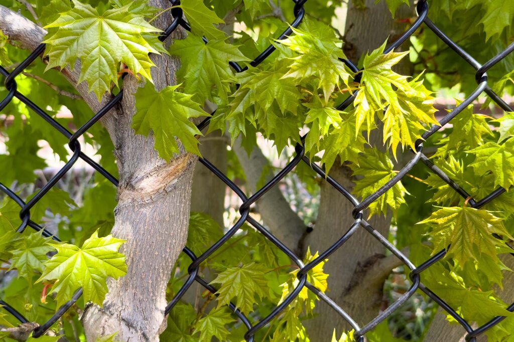 A scared maple tree trunk going through a black chain-link fence sprouting green in the spring.