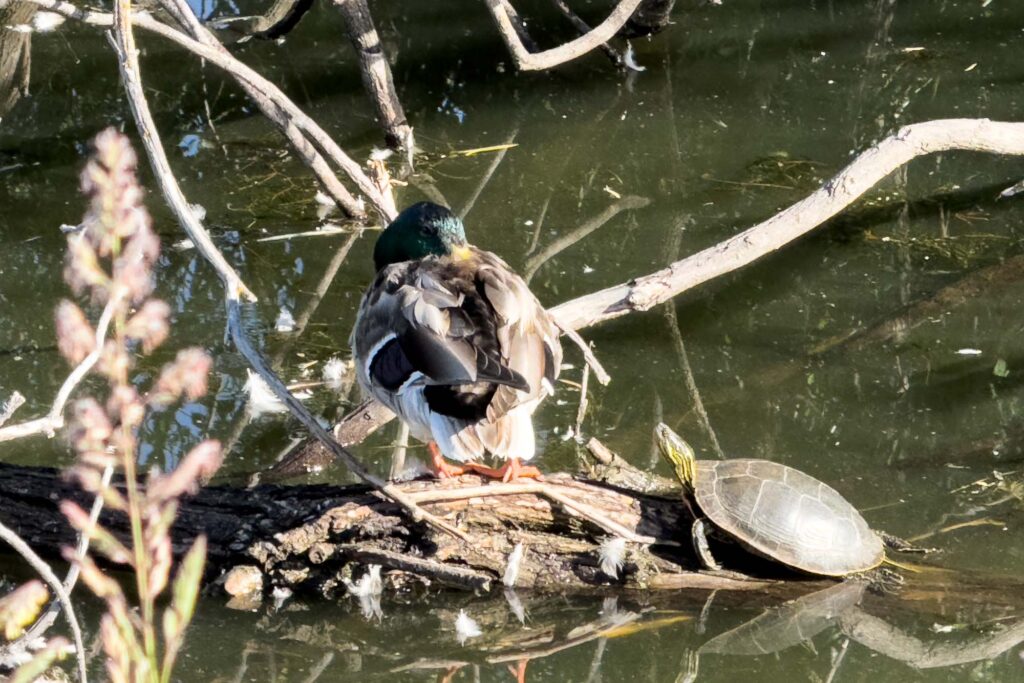 In the morning sun, a duck preening on a log in a pond while a turtle curiously looks on.