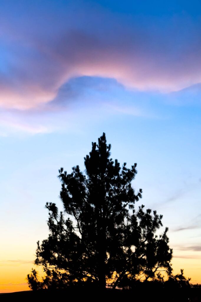 Color photograph of a pine tree silhouette below a curvy line of purple and magenta clouds at sunset.