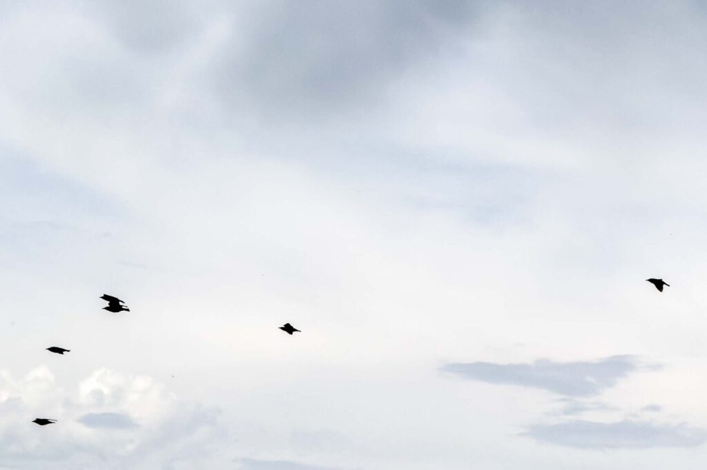 Color photograph of a silhouette of swallows, flying against a cloudy sky, five swallows in the front, one swallow following the group.