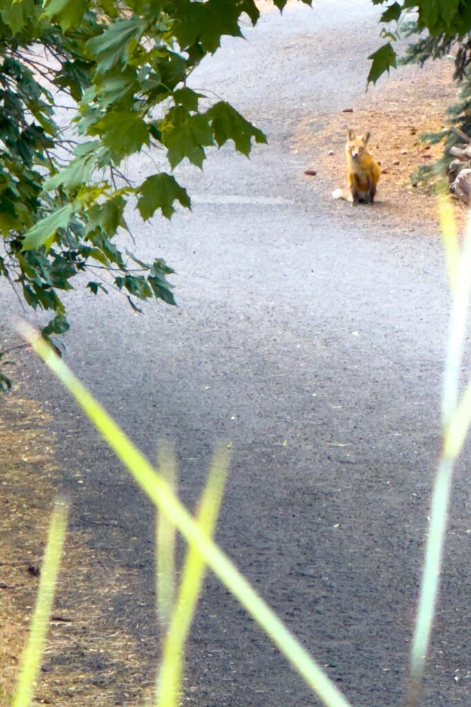 Color photograph taken through a tree and grasses of a fox sitting at the bottom of a driveway.