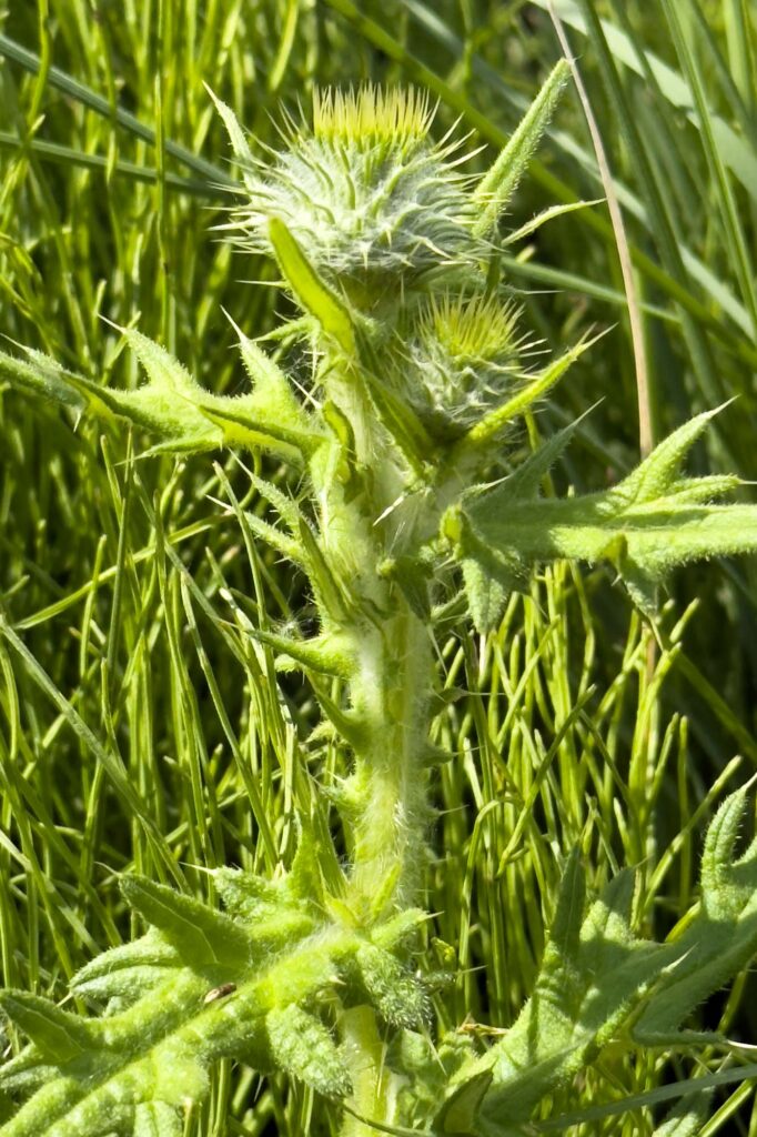 Color photograph of a bull thistle green, about to bloom, surrounded by green grasses.