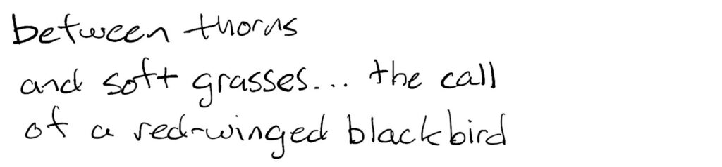 between thorns/and soft grasses… the call/of a red-winged blackbird