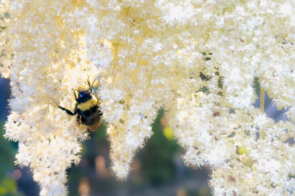 Color photograph of a bumblebee in the late spring and early summer ocean spray blooms at sunset.