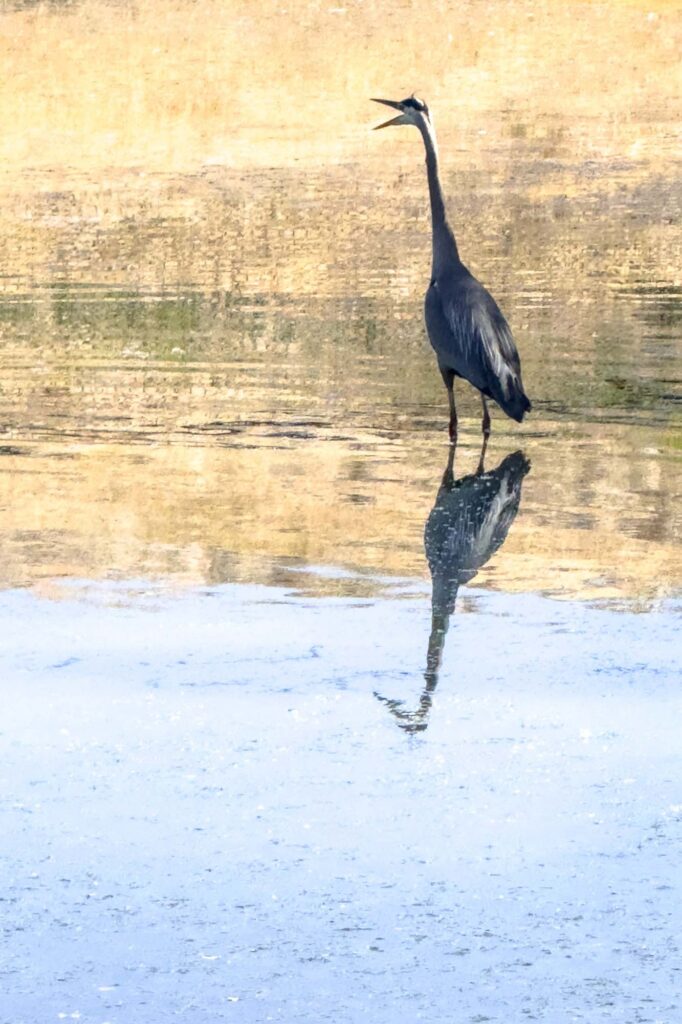 Color photograph of a blue heron standing in the shallows of a pond with its beak open. Reflected in the pond are the Palouse summer fields and a blue sky, the distortion resembling a painting.