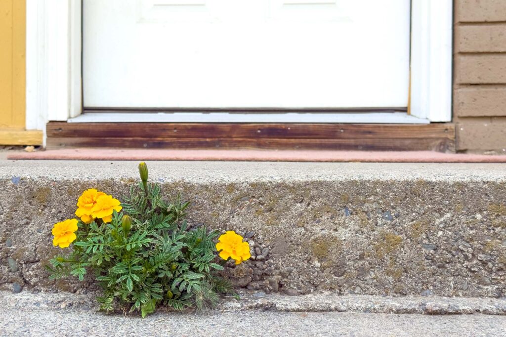 Color photograph of a Marigold in bloom growing through a small hole at the bottom of a cement step at the front door.