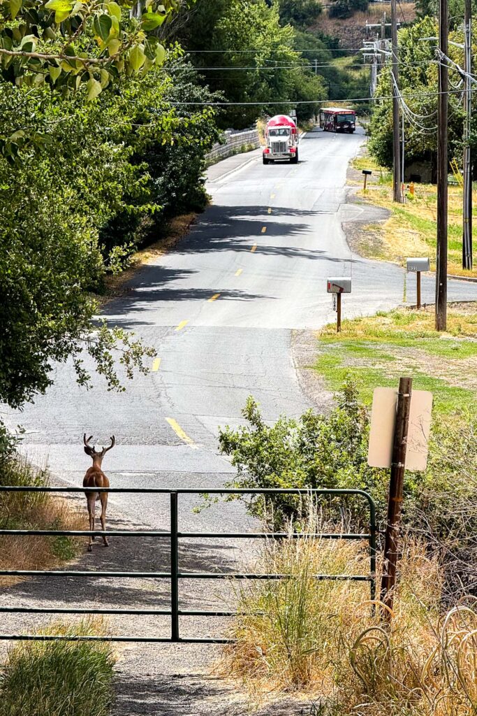 Photograph looking down a dirt road towards the gate. Beyond the gate, a young Buck stares down a road where in the distance approaching is a cement truck and beyond that a bus making a turn the road is surrounded by green leaves, telephone poles, wires, and mailboxes.