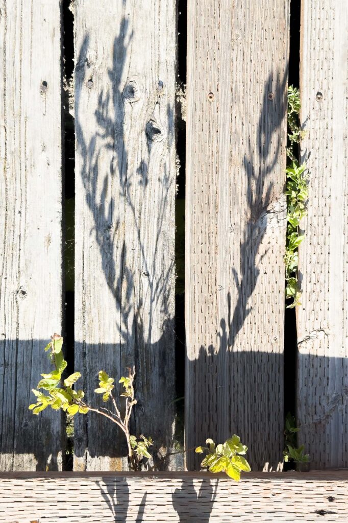 Color photograph of a plant growing on the edge of and through the slats of an old dock lit up by the evening sun above its long shadow.