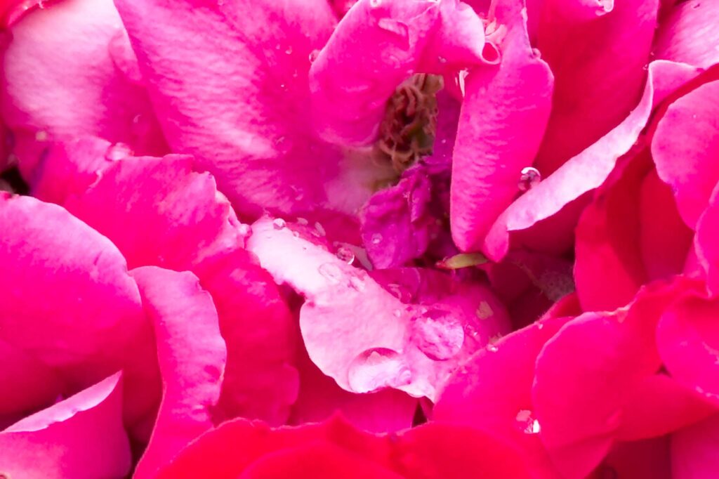 Color, close-up photograph, of roses in bloom with a few droplets from a light rain