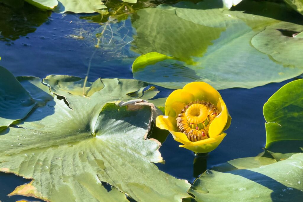 Photograph of a pond lily in bloom surrounded by patches of blue sky reflected in water and green leaves.