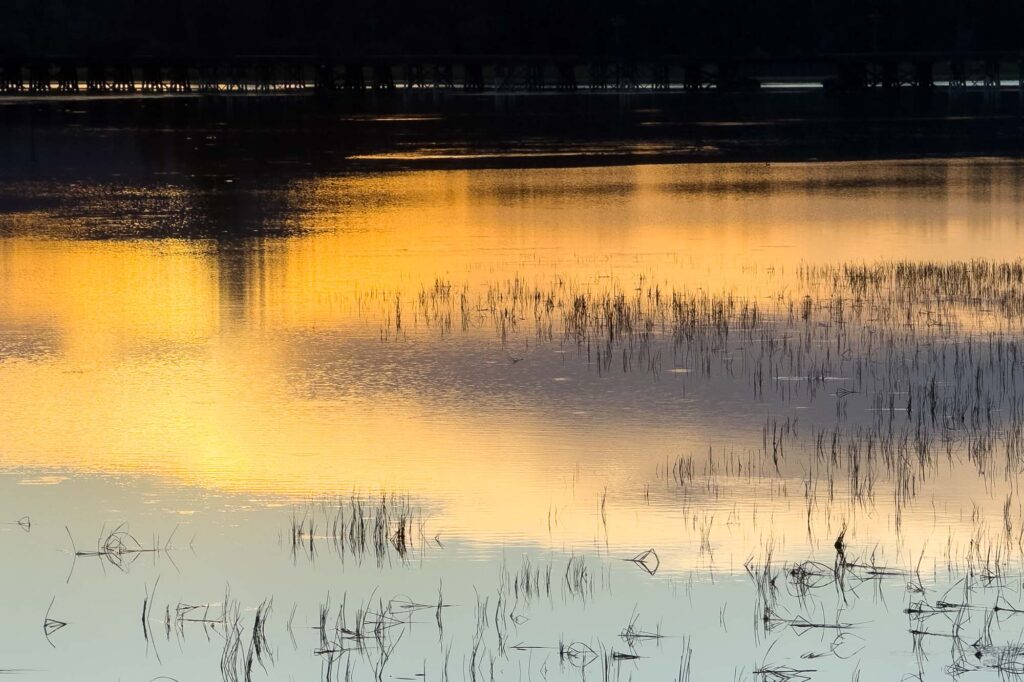 Color photograph of the sunset reflected in the waters of a lake. Grass is poke through the sky and the golden clouds. In the distance, a reflection of the lake under an abandoned train trestle.