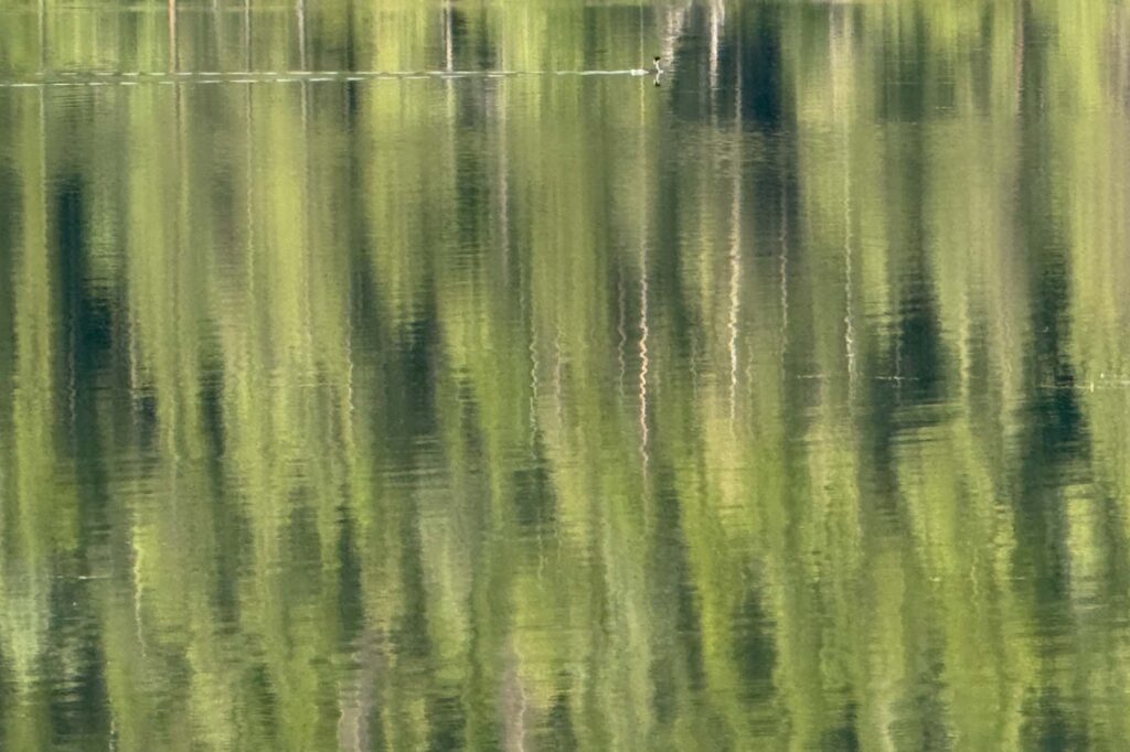 Color photograph of pine trees, blurred in the light ripples of water, at the top a western grebe floats by leaving a thin white wake.